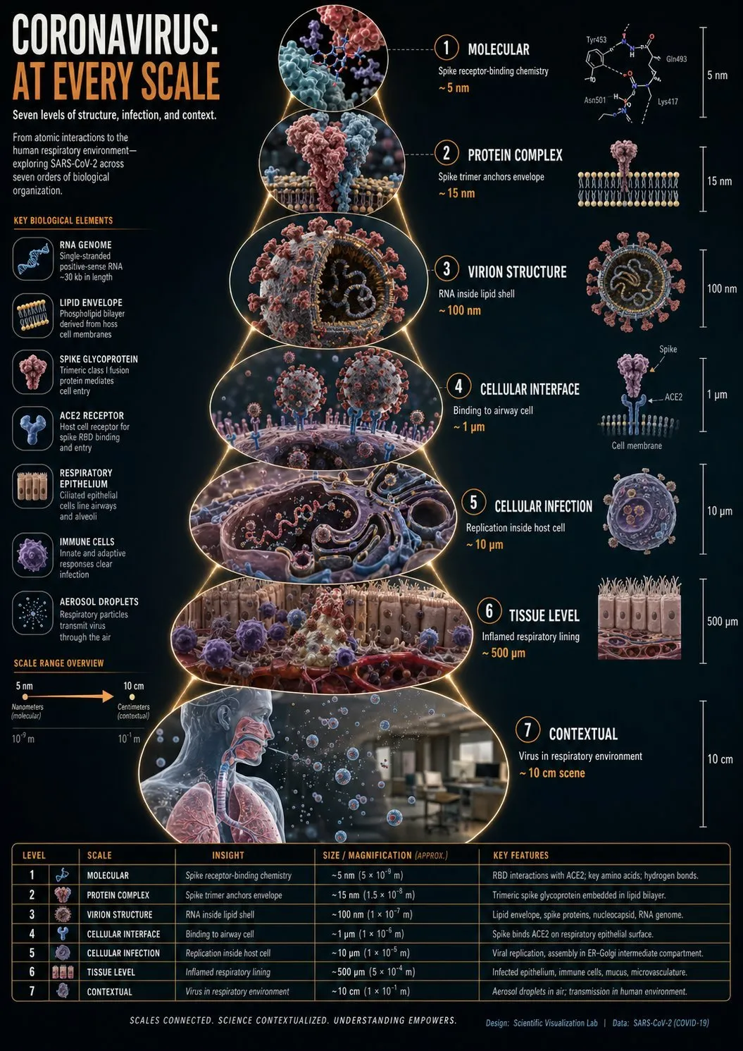 Scientific Zoom-Sequence Coronavirus Infographic